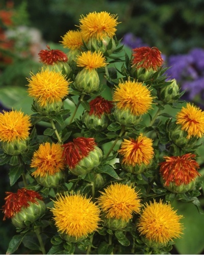 Carthamus tinctorius (Požlt farbiarsky) Orange, 2g